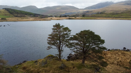 Obraz premium Trees along shore of Llyn y Gadair in Snowdonia