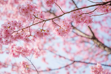 Close-up of cherry blossoms, spring plants, bright pink
