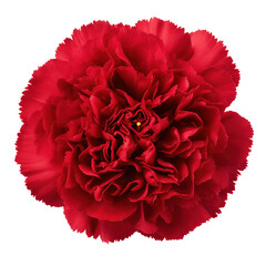 Close Vibrant Red Carnation Flower