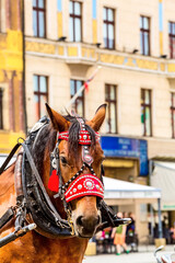 Horse carriage close-up at market square in Wroclaw, Poland