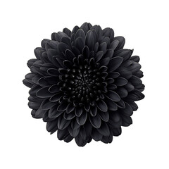 Close up of a black flower, dark petals with detailed textures and symmetry on black background
