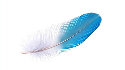 Detailed Blue and White Feather on White Background