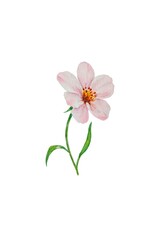 Fototapeta premium Watercolor illustration of isolated pink flower with thin green stem and leaves on a white background. Great for spring design and decor, cards, prints, cover, painting.