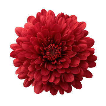 Fototapeta A close up of a vibrant red dahlia flower in full bloom with black background
