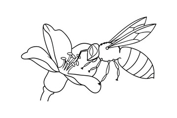 Illustration Of A Bee Collecting Pollen From A Flower Detailed Line Art