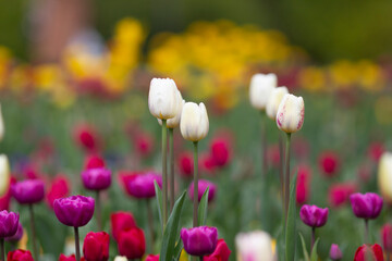 Obraz premium Colorful tulips in the park in spring 