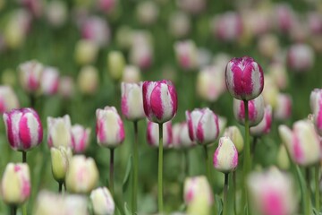 Colorful tulips in the park in spring
