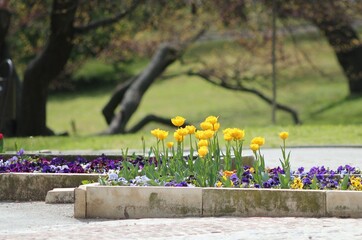 Colorful tulips in the park in spring
