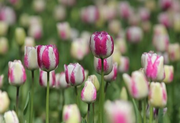 Colorful tulips in the park in spring
