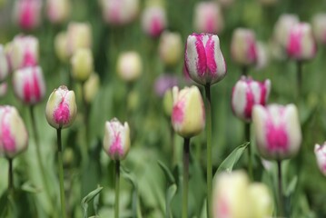 Colorful tulips in the park in spring
