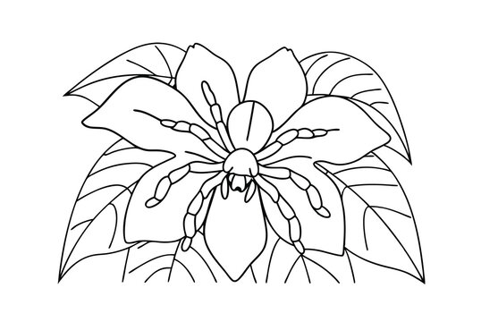 spider flower black and white line art clip art preview