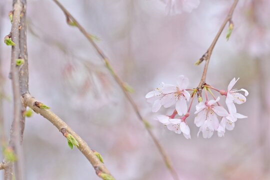 揺れる枝垂れ桜