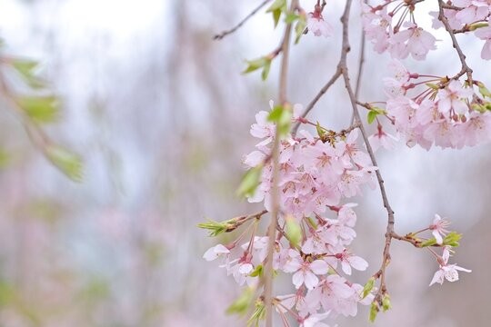 枝垂れ桜