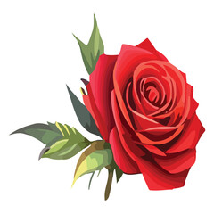 Vibrant red rose blossom illustration with delicate petal layers and green leaves