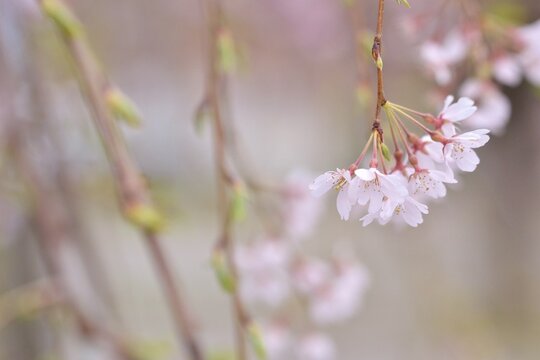 揺れる枝垂れ桜