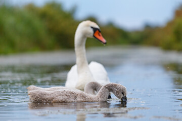Obraz premium Mute swan (Cygnus olor) in the evening