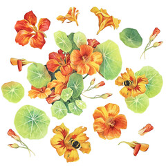 Watercolor set with yellow and orange bouquet flower nasturtium with leaves and bumblebee isolated on white background. Hand-drawn summer or autumn clipart. Wedding celebration wrapping or wallpaper