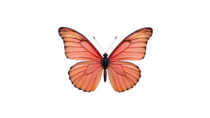 Pink Color Beautiful Butterfly Isolated on Transparent Background
