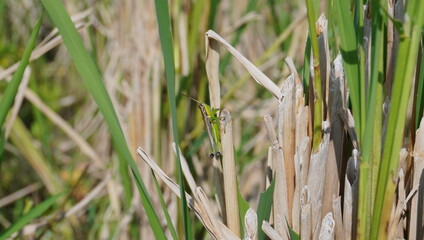 rice stalks left over from harvest