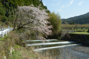 Fototapeta premium 春の京都大原 桜の風景 京都市左京区