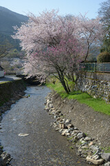 春の京都大原　桜の風景　京都市左京区