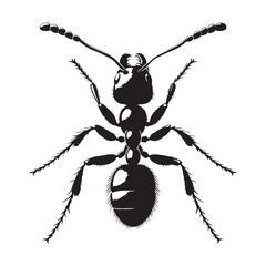 Mighty Ant silhouette, showing strength in numbers – Ant illustration – Ant vector – Insect silhouette

