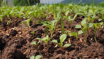 newly sprouted mustard seeds