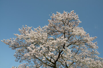 満開の桜