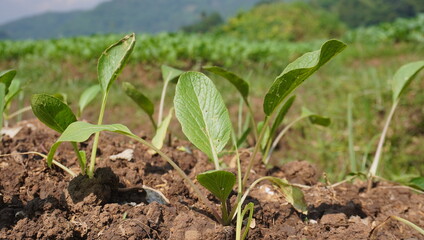 Mustard greens starting to grow