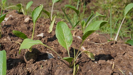 Mustard greens starting to grow