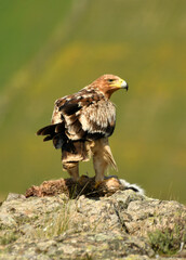 Joven aguila imperial en el campo en primavera