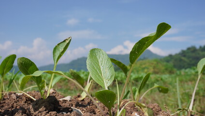 Mustard greens starting to grow