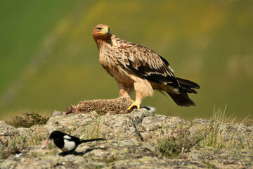 Joven aguila imperial en el campo en primavera