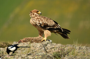 Joven aguila imperial en el campo en primavera