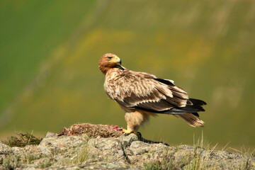 Joven aguila imperial en el campo en primavera