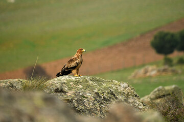 Joven aguila imperial en el campo en primavera