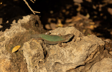 Small green lizard on stones, Lacerta viridis