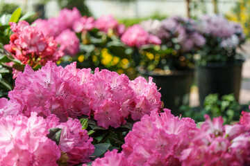 Close-up photo of purple Rhododendron flowers blooming in spring