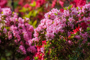 Obraz premium Close-up photo of colorful Rhododendron flowers blooming in spring