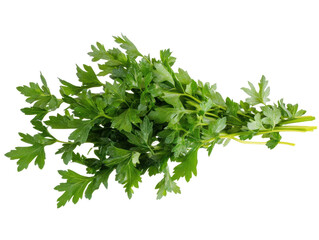 Isolated Parsley Bunch