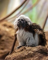 Portrait of a cotton-top tamarin monkey