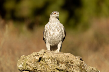 Adult female Northern goshawk in a Mediterranean oak and pine forest in the last light of a winter day