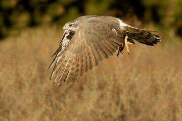 An adult female Northern goshawk taking off from her favorite vantage point in a Mediterranean pine...
