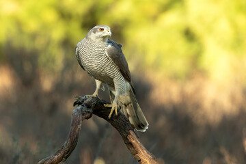 Adult female Northern goshawk in a Mediterranean oak and pine forest in the last light of a winter...