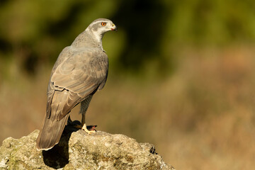 Adult female Northern goshawk in a Mediterranean oak and pine forest in the last light of a winter...