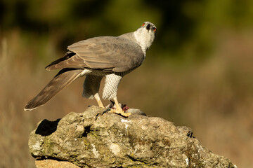 Adult female Northern goshawk in a Mediterranean oak and pine forest in the last light of a winter...