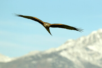 Red kite flying in a Mediterranean forest of oak and pine trees in the last light of a winter day