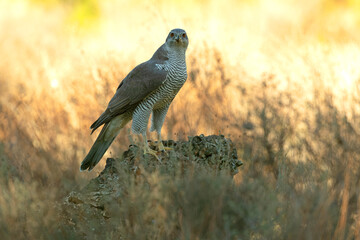 Adult female Northern goshawk in a Mediterranean oak and pine forest in the last light of a winter day