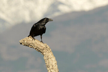 Common raven in a Mediterranean mid-mountain area of ​​oak and pine trees at first light on a winter day
