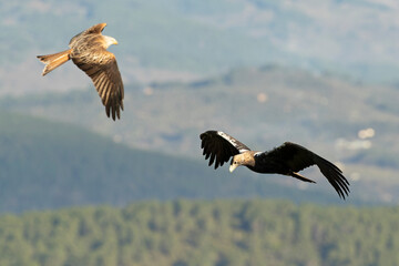 Adult female Spanish Imperial Eagle in her territory within a Mediterranean pine and oak forest at first light.